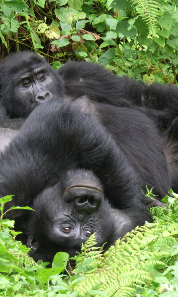 Gorilla Families of Bwindi
