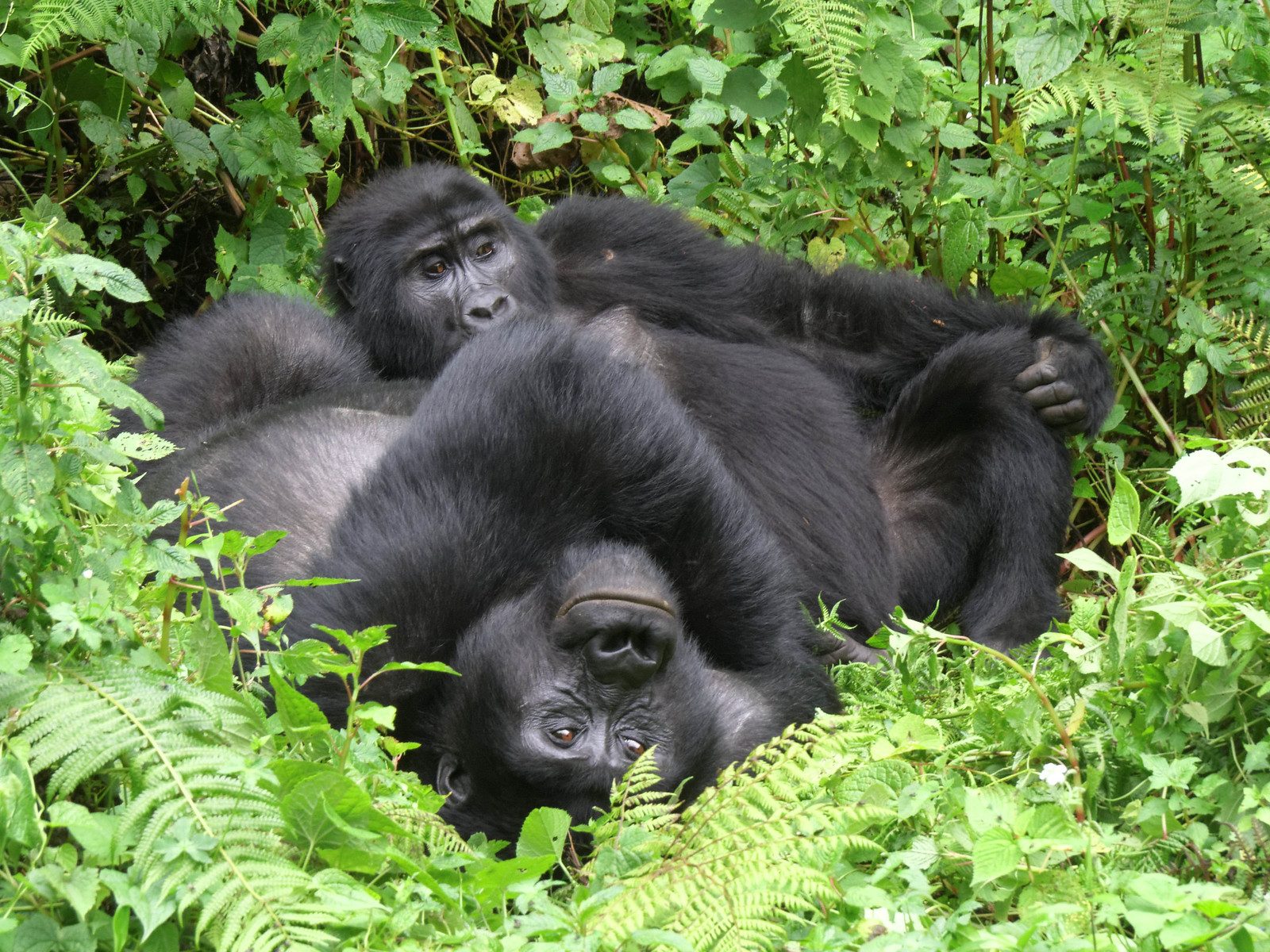 Gorilla Families of Bwindi