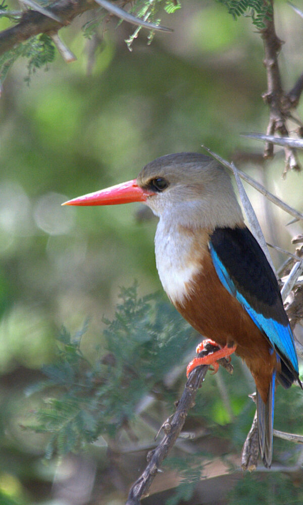Samburu National Reserve: Birding Kenya's Arid North