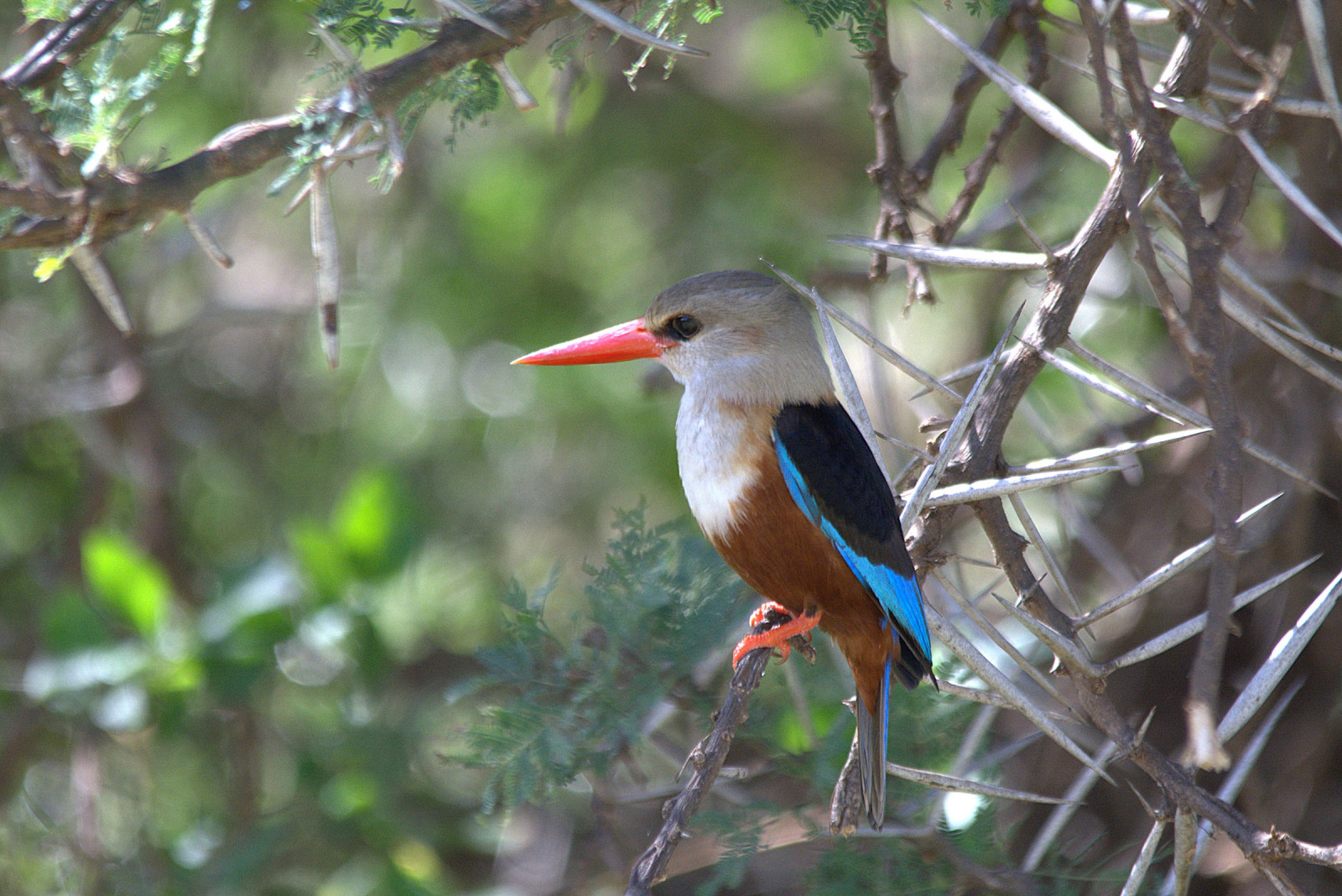 Samburu National Reserve: Birding Kenya's Arid North