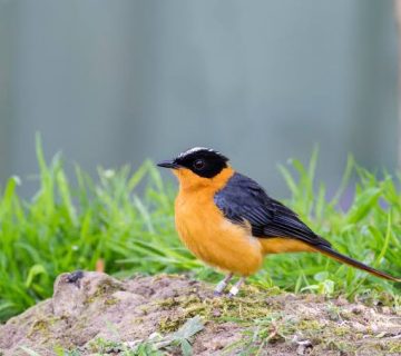 Highland vs Lowland Birding