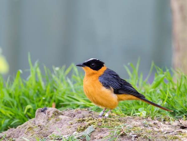 Highland vs Lowland Birding