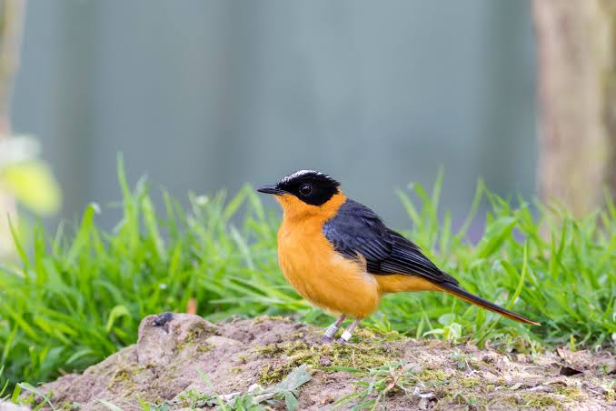 Highland vs Lowland Birding