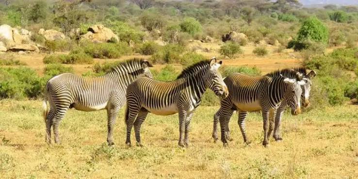 How Climate Change Is Affecting Samburu National Reserve and its wildlife habitat conditions