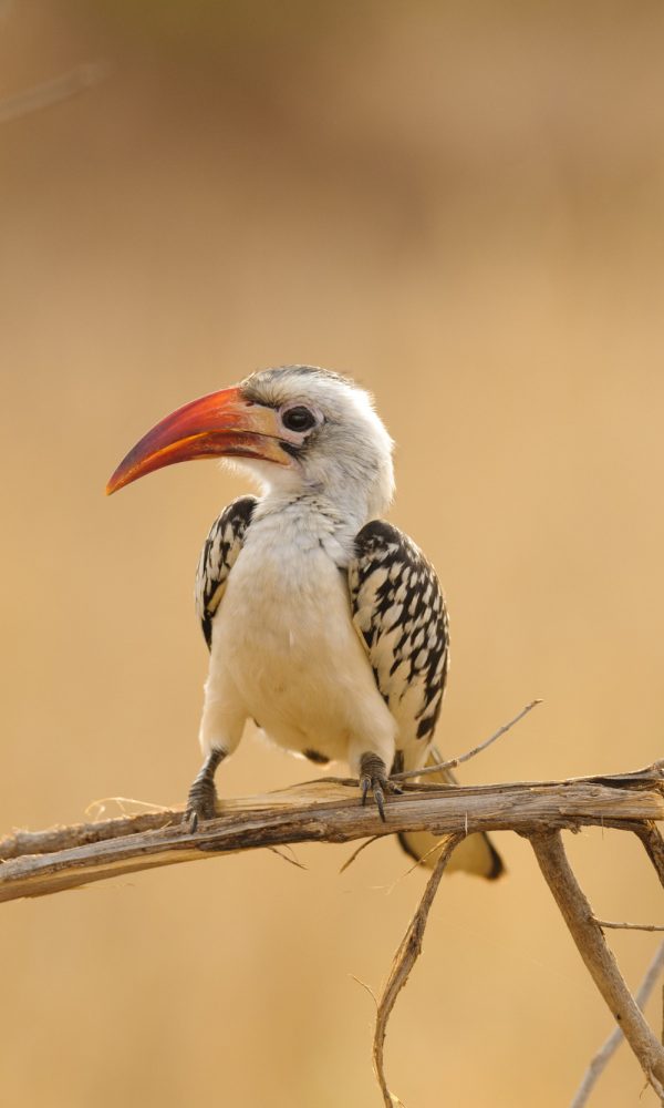 How Long Should Your East Africa Birding Trip Be?