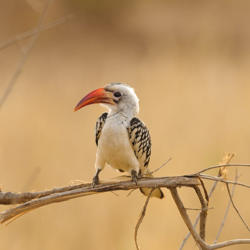How Long Should Your East Africa Birding Trip Be How Long Should Your East Africa Birding Trip Be?