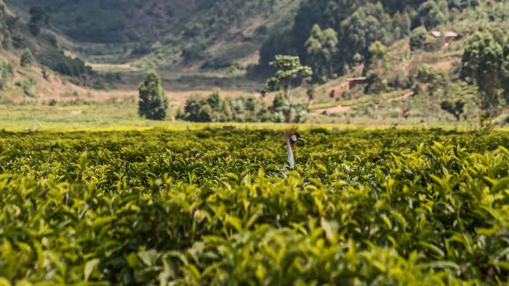 How to Choose the Right Tea Plantation Tours Package for Digital Nomads seeking flexible and immersive experiences.