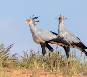 How to Hire a Local Birding Guide in East Africa