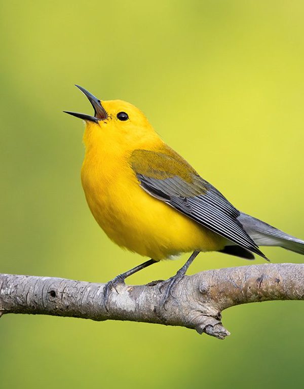 How to Identify Birds by Call in Dense Forest