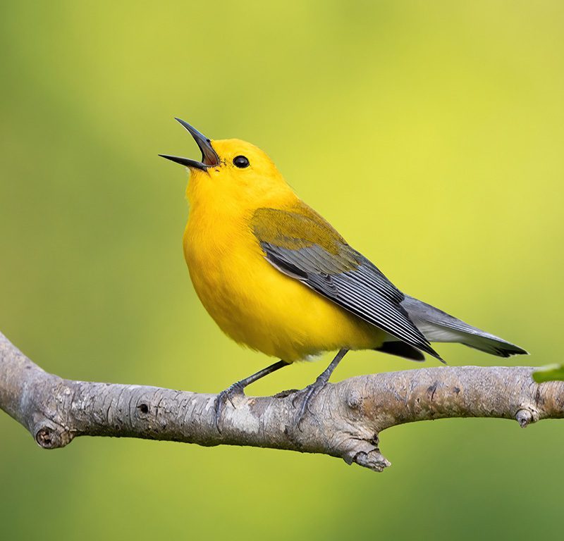 How to Identify Birds by Call in Dense Forest How to Identify Birds by Call in Dense Forest