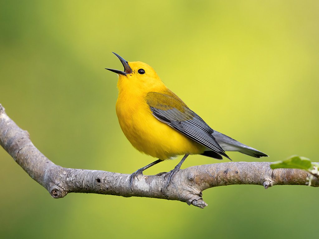 How to Identify Birds by Call in Dense Forest