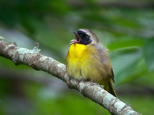travellers identify birds by call-in dense forest in africa
