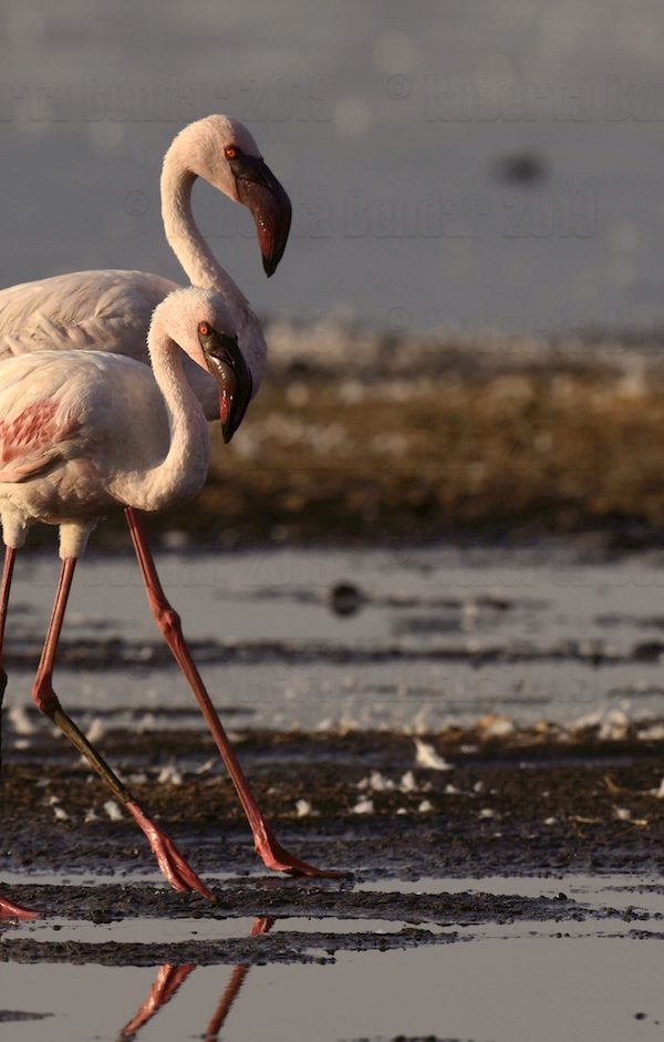 How to Photograph Flamingos on the Rift Valley Lakes