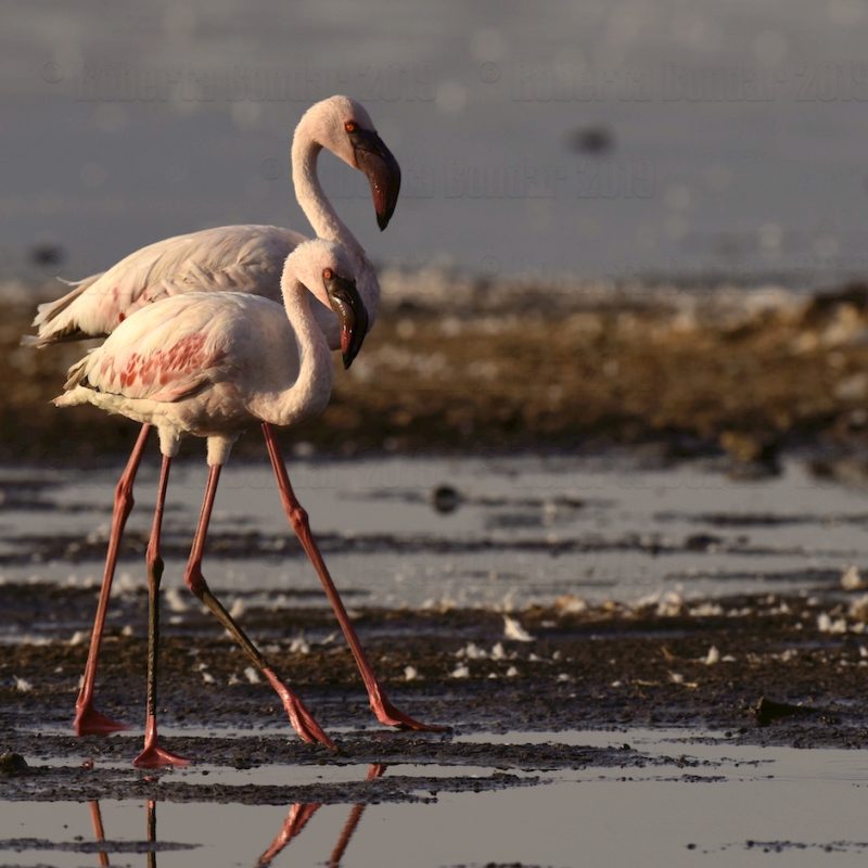 How to Photograph Flamingos on the Rift Valley Lakes