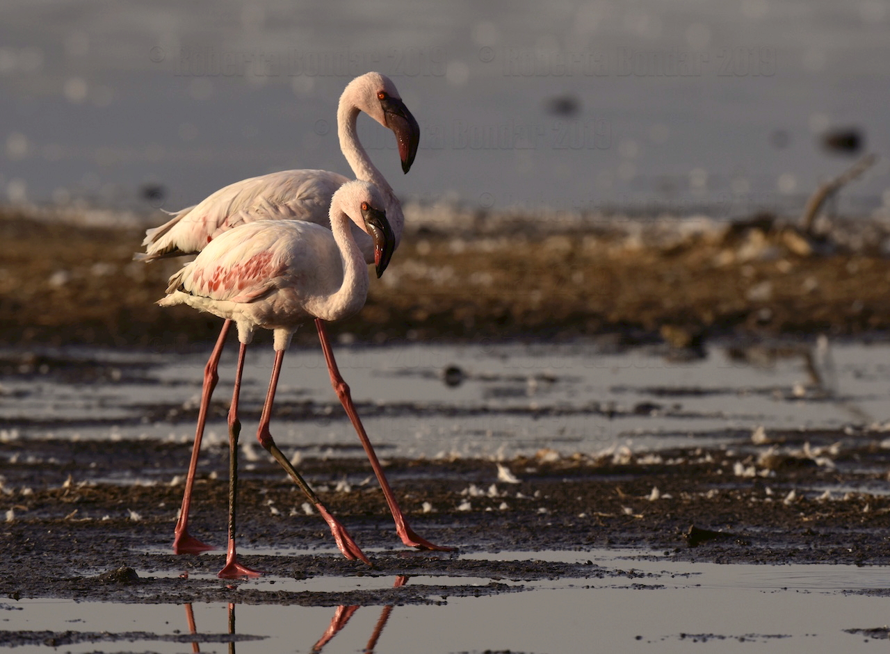 How to Photograph Flamingos on the Rift Valley Lakes