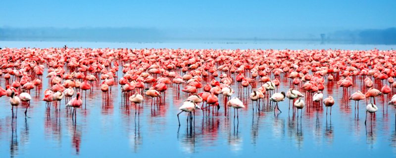 How to Photograph Flamingos on the Rift Valley Lakes in Natural Wetland Habitats