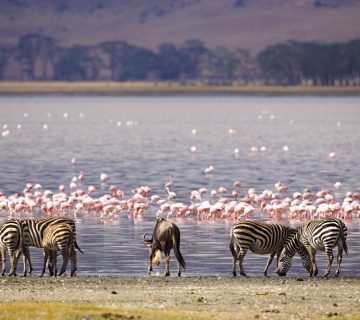 Kenyas Rift Valley Lakes: A 7 Day Birding Road Trip