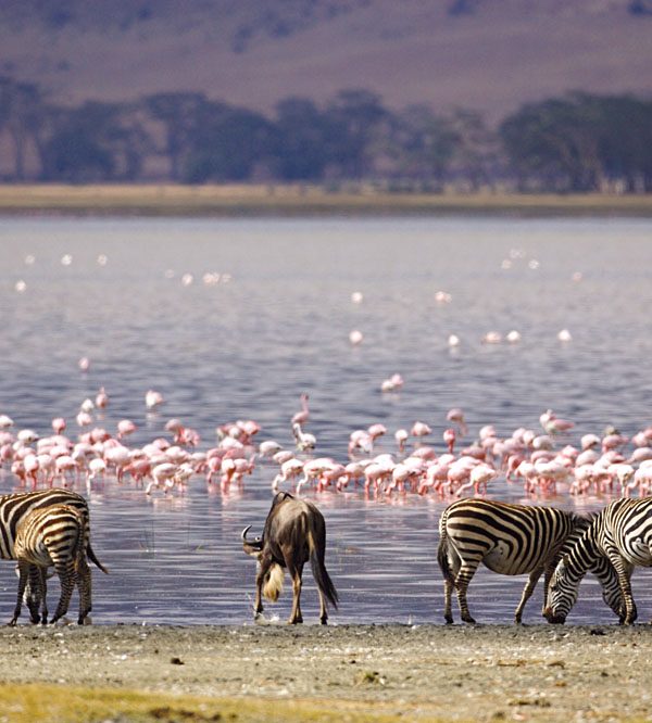 Kenyas Rift Valley Lakes: A 7 Day Birding Road Trip