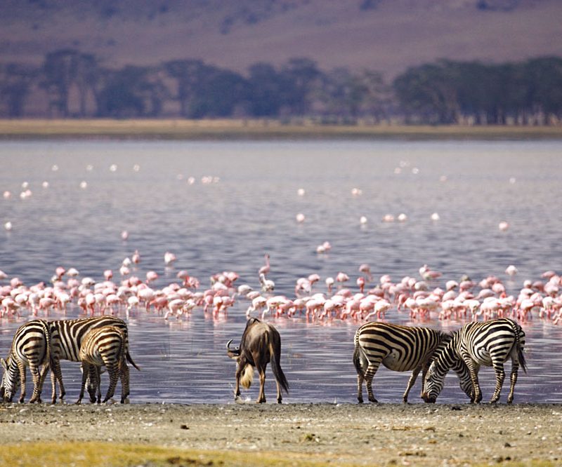Kenyas Rift Valley Lakes: A 7-Day Birding Road Trip