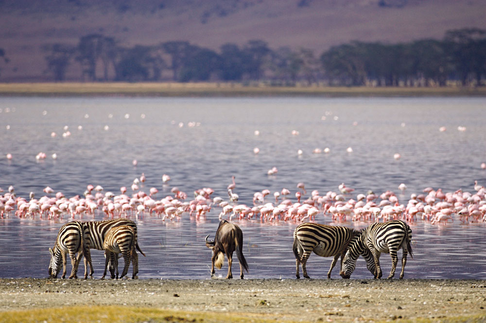 Kenyas Rift Valley Lakes: A 7 Day Birding Road Trip