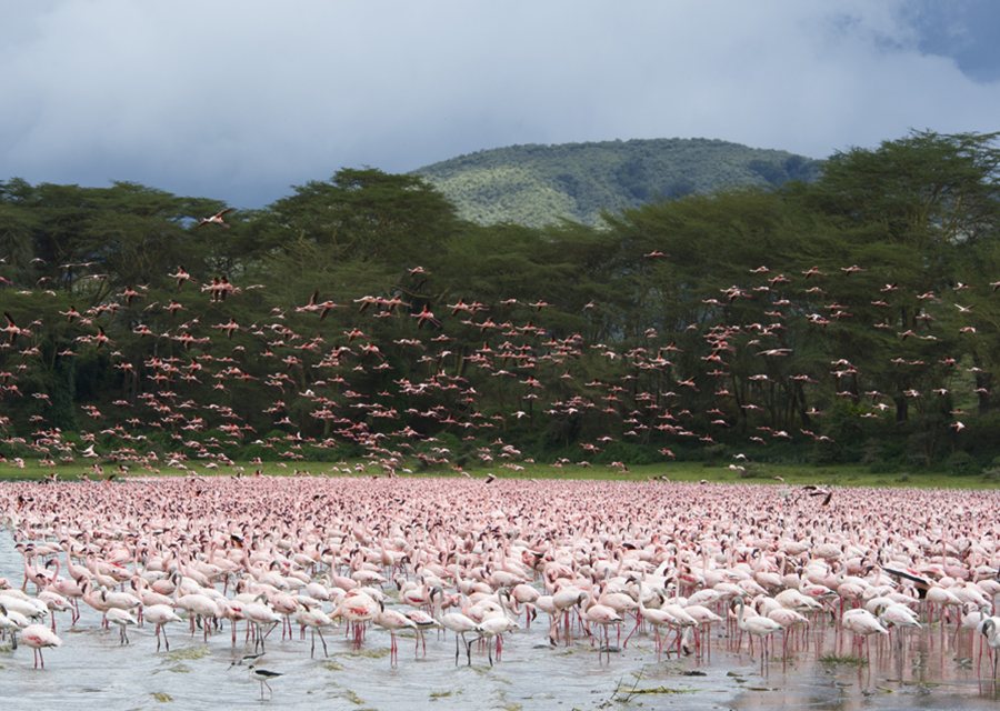 mingos gathering along Kenya's Rift Valley lake shores during a scenic birding road trip.