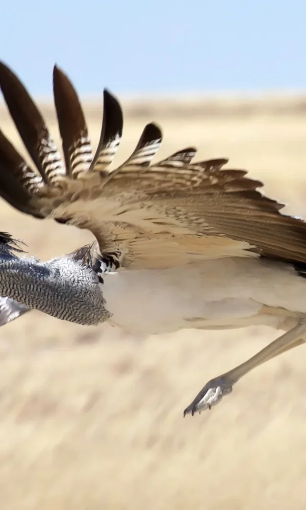Kori Bustard: The Heaviest Flying Bird in Africa