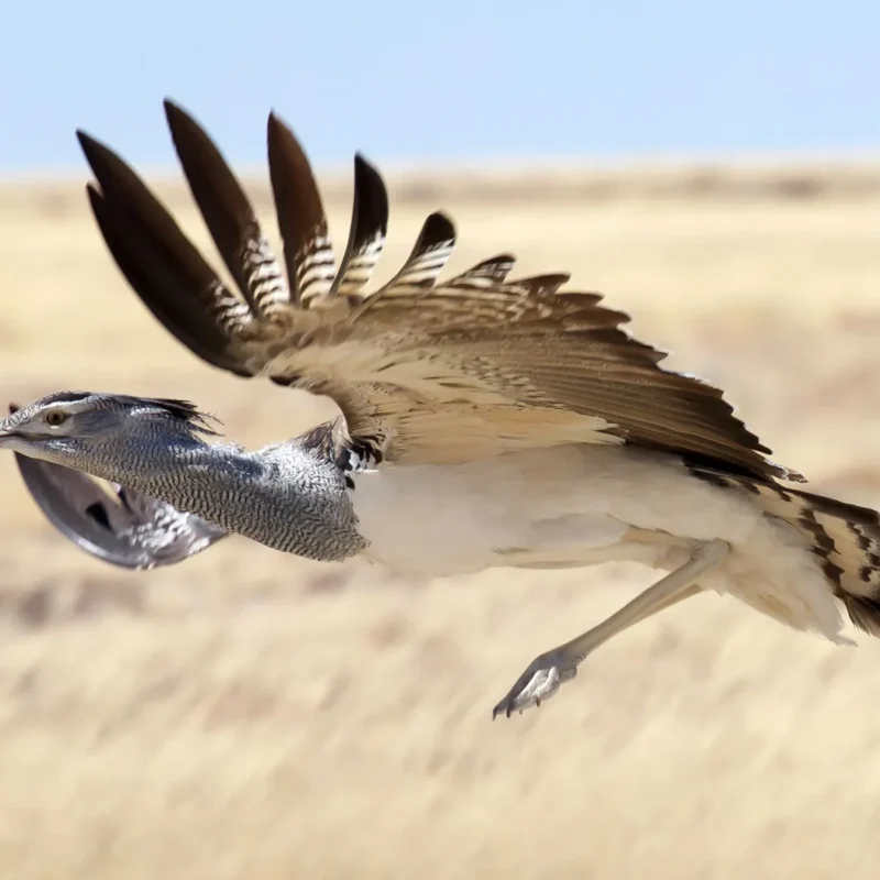 Kori Bustard: The Heaviest Flying Bird in Africa