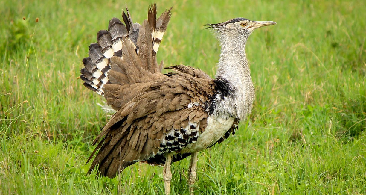 Kori bustard walking across golden African savanna grassland beneath a bright sky.