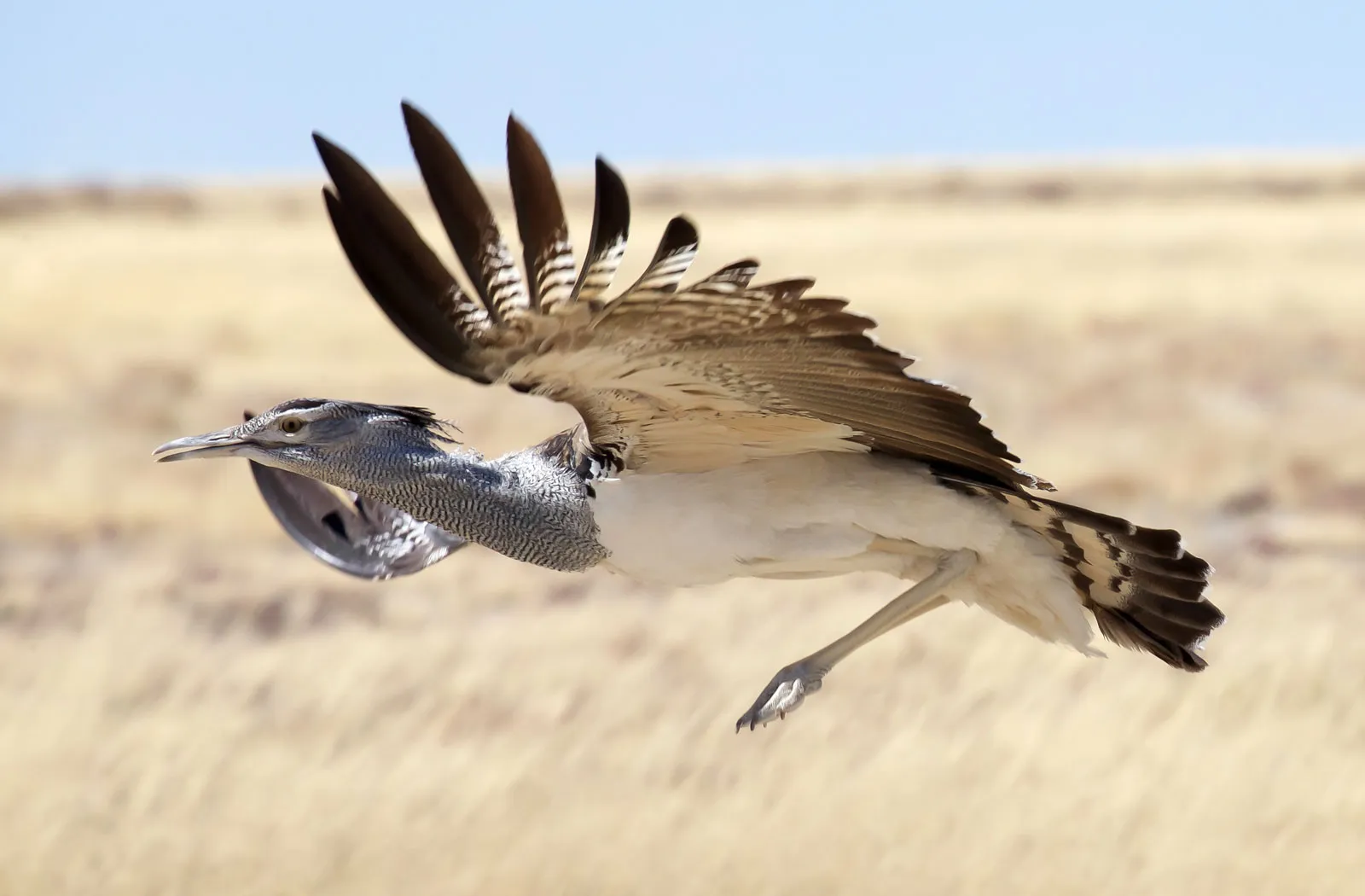 Kori Bustard: The Heaviest Flying Bird in Africa