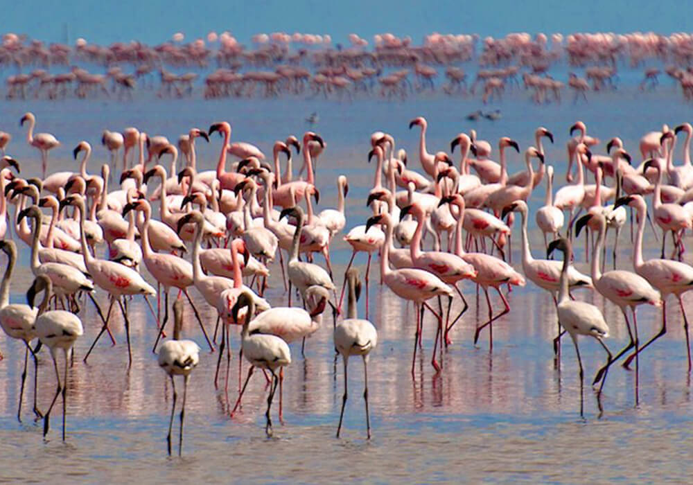 Lake Manyara flamingos gathered beside forest birds near Tanzania’s scenic Rift Valley escarpment.