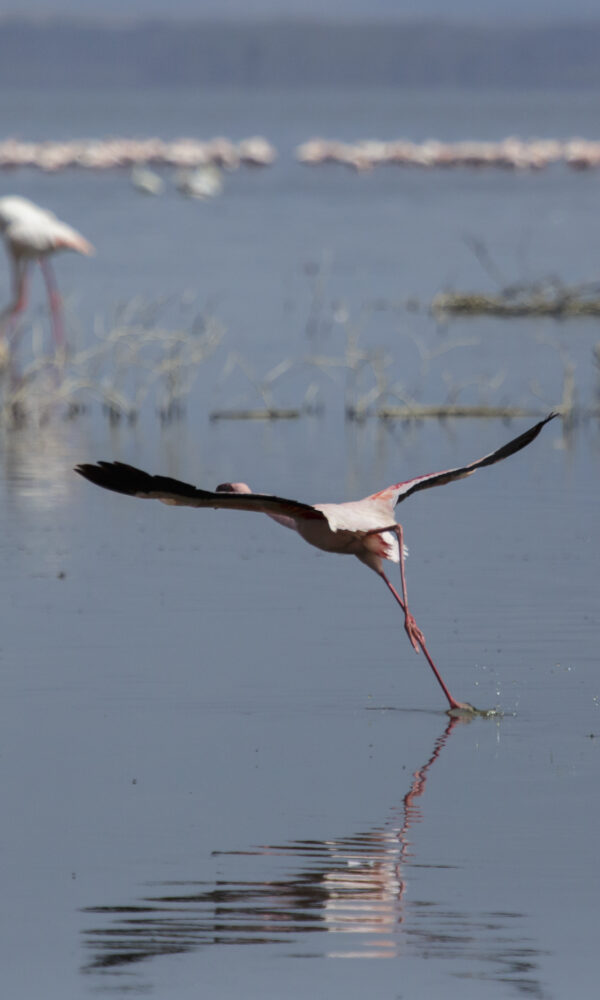 Flamingos birding, Kenya group birdwatching tours