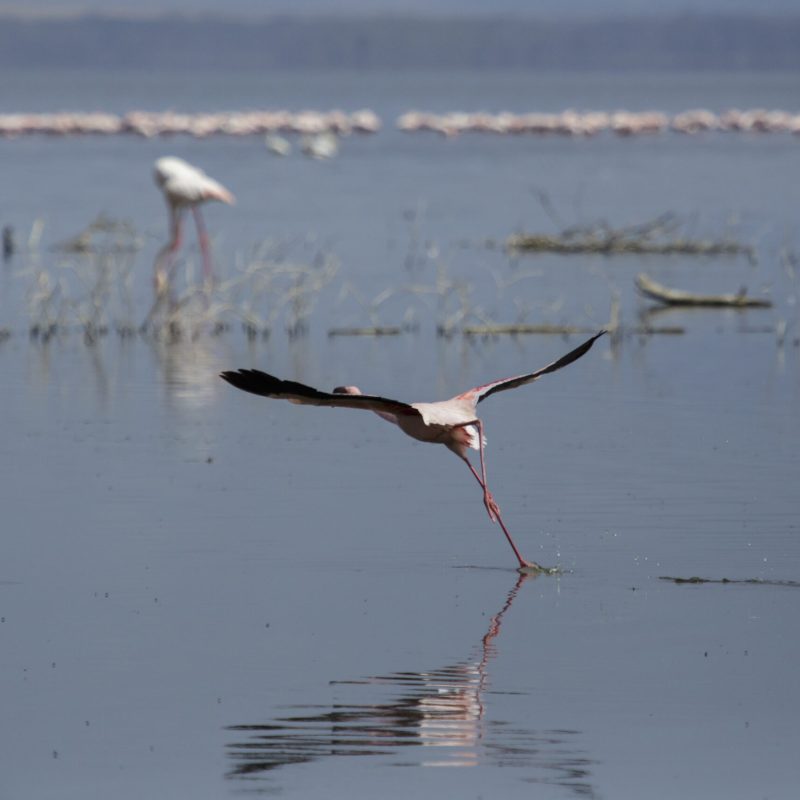 Flamingos birding, Kenya group birdwatching tours