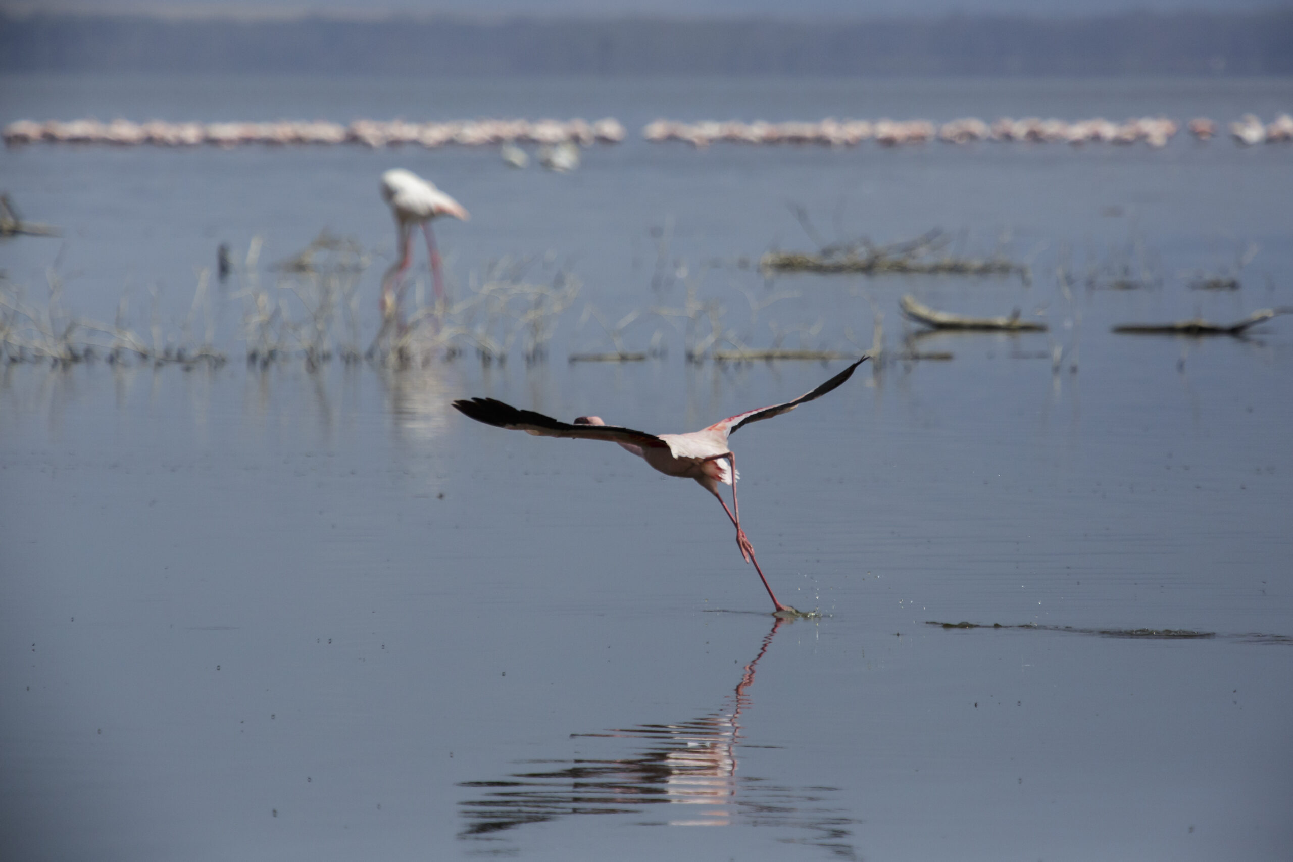 Flamingos birding, Kenya group birdwatching tours