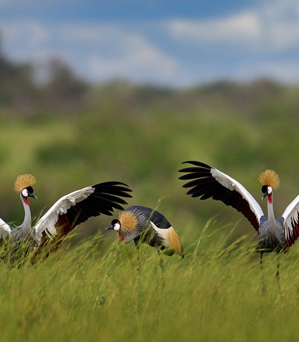 Local Communities and Bird Conservation: Success Stories from Uganda