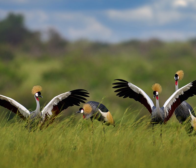 Local Communities and Bird Conservation: Success Stories from Uganda