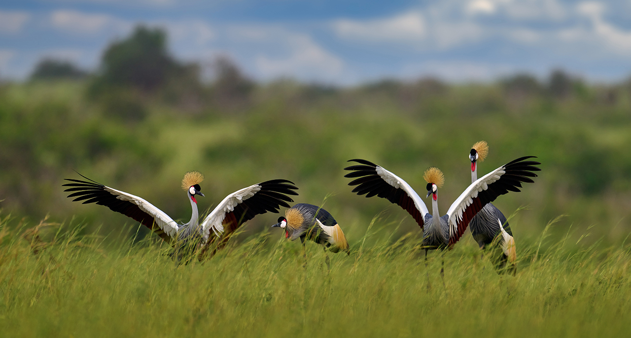 Local Communities and Bird Conservation: Success Stories from Uganda