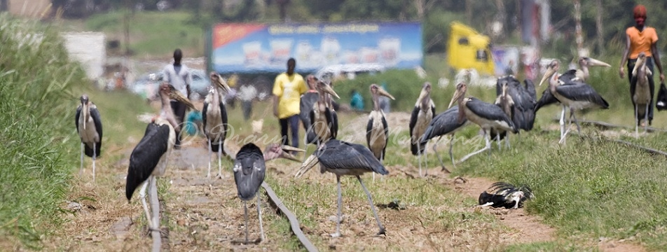 Local Communities and Bird Conservation: Success Stories from Uganda Protecting Habitats and Wildlife