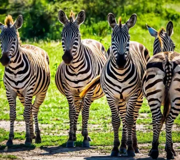 Luxury Birding Escape: 8 Days Through Rwanda and Tanzania