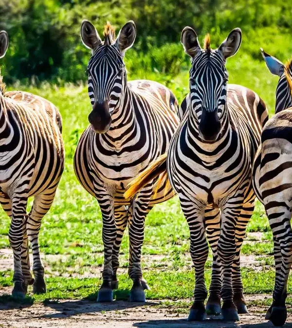 Luxury Birding Escape: 8 Days Through Rwanda and Tanzania