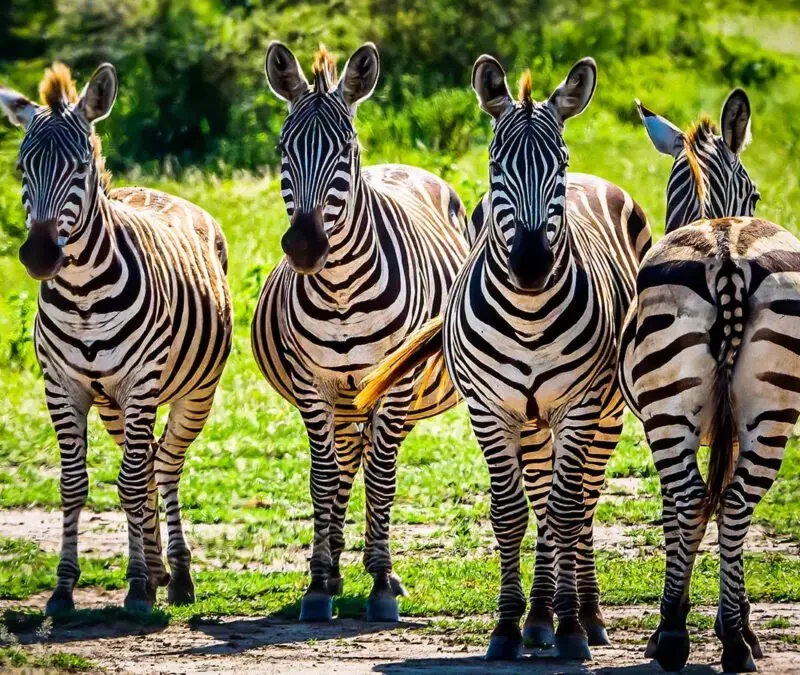 Luxury Birding Escape: 8 Days Through Rwanda and Tanzania