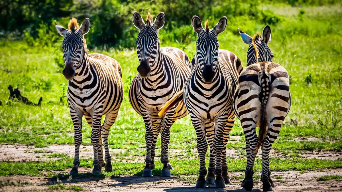 Luxury Birding Escape: 8 Days Through Rwanda and Tanzania