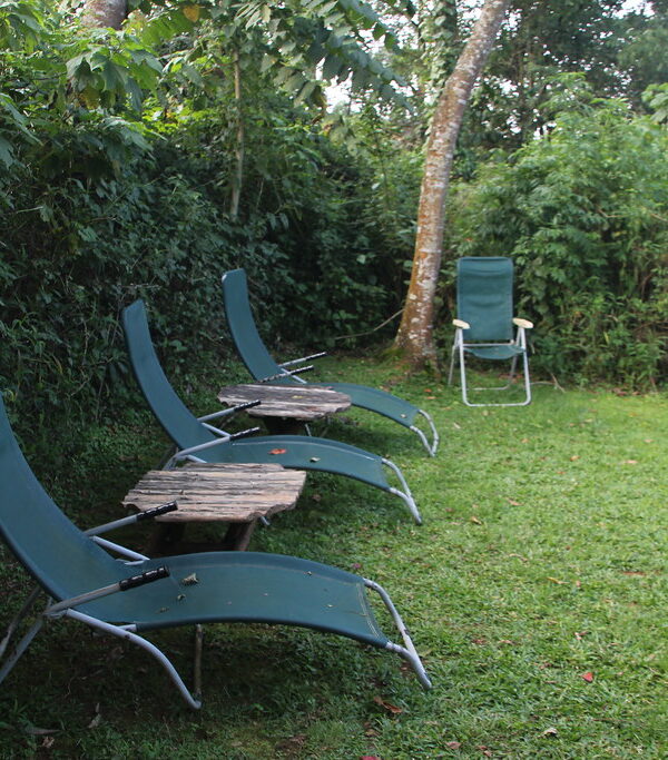Luxury Gorilla Trekking Lodges in Bwindi