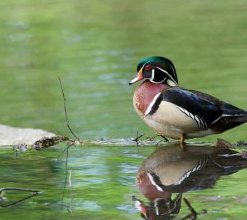Macro to Wide Angle: Diverse Approaches to Bird Photography