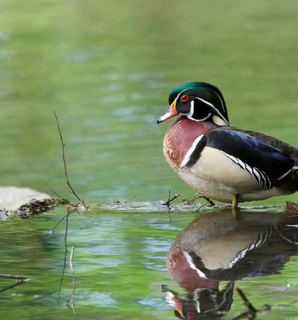 Macro to Wide Angle: Diverse Approaches to Bird Photography