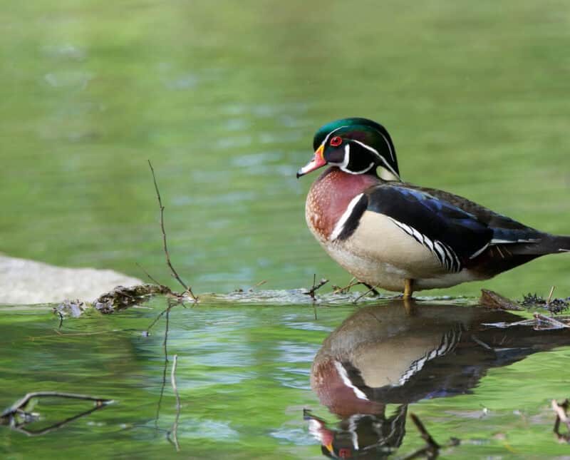 Macro to Wide-Angle: Diverse Approaches to Bird Photography