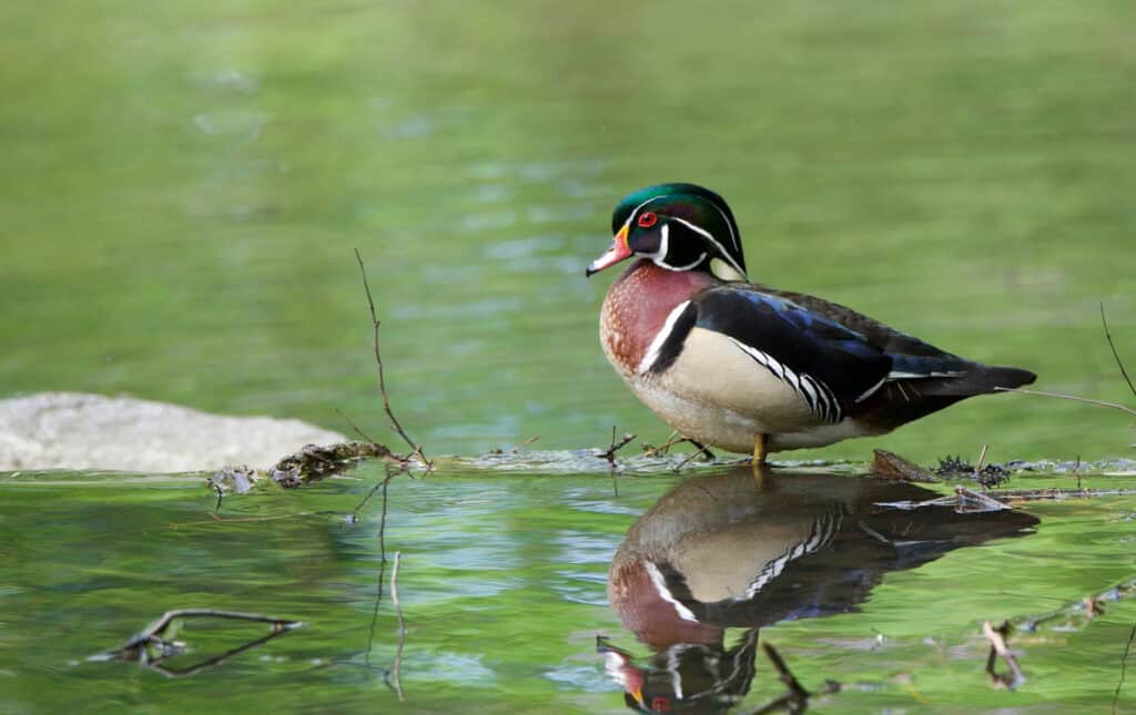 Macro to Wide Angle: Diverse Approaches to Bird Photography