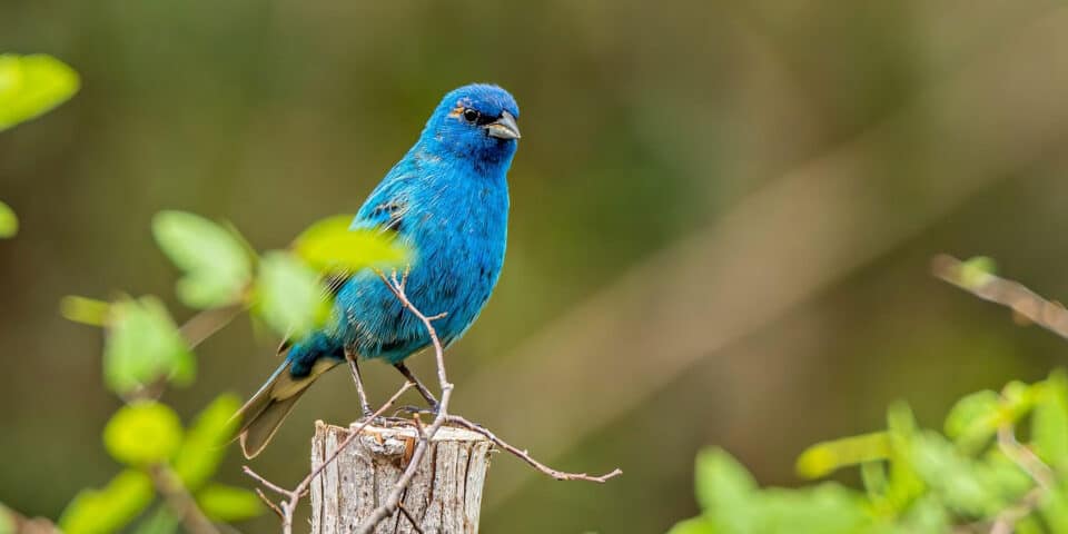 Bird photographer using macro and wide-angle lenses to capture detailed feathers and natural habitats.