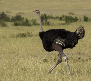 Common ostrich, East Africa