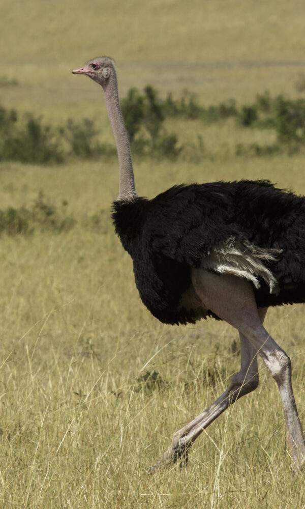 Common ostrich, East Africa