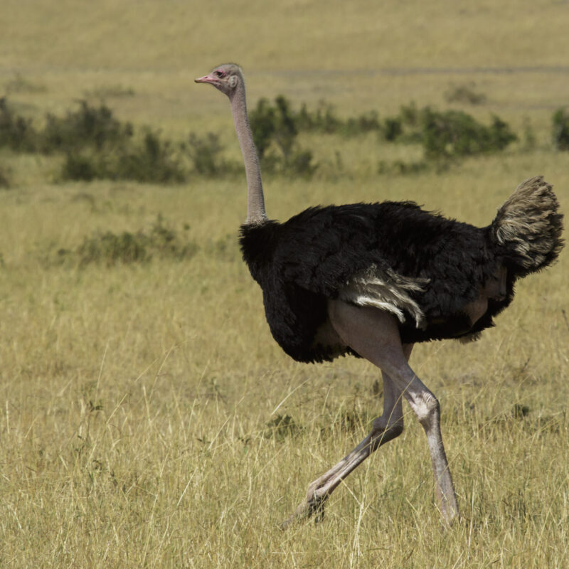 Common ostrich, East Africa Common ostrich, East Africa